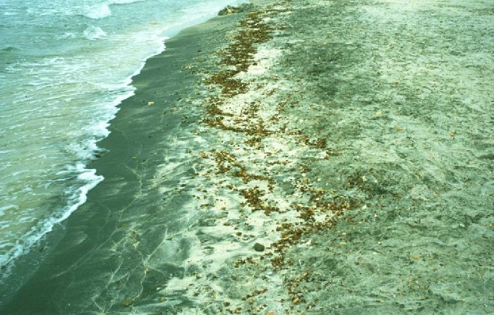 Dreckiger Strand