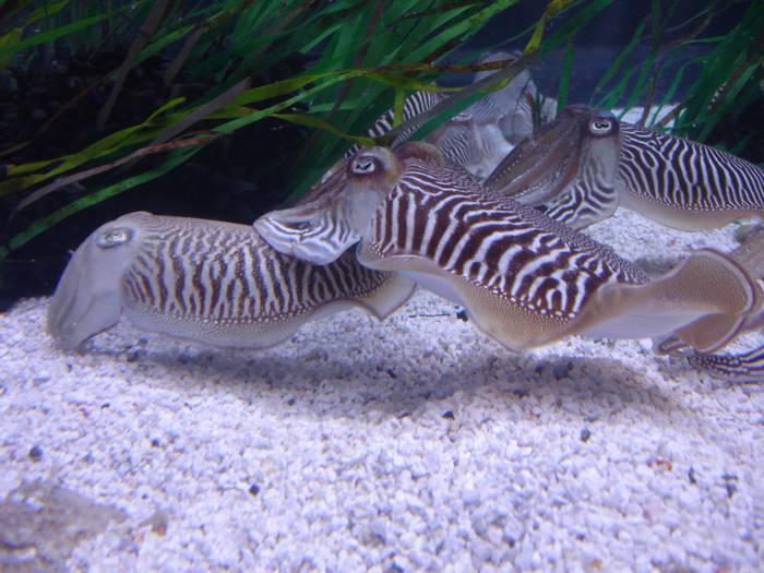 Aquarium Barcelona - Tintenfische